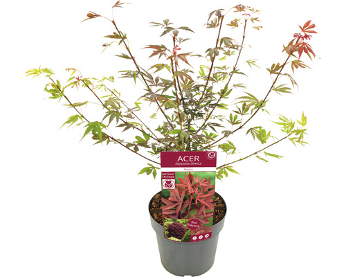 Japonský javor v květináči
