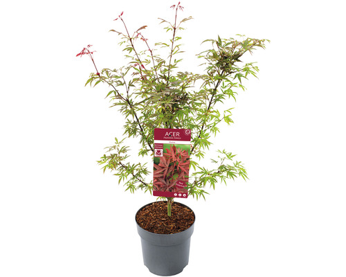 Javor dlanitolistý Acer palmatum 'Shaina' výška 60-80 cm květináč 6,5 l