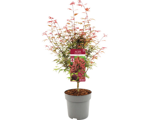 Japonský javor v květináči