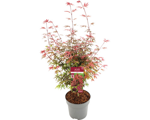 Javor dlanitolistý Acer palmatum 'Shaina' výška 80-100 cm květináč 10 l