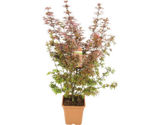 Javor dlanitolistý Acer palmatum 'Shaina' výška 80-100 cm hranatý květináč 14 l