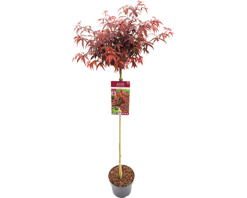 Javor dlanitolistý Acer palmatum 'Shaina' polokmen 90 cm květináč 6,5 l