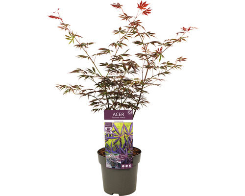 Javor japonský v květináči