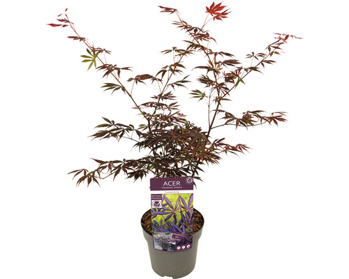 Javor japonský v květináči