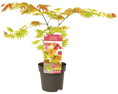 Javor japonský v květináči