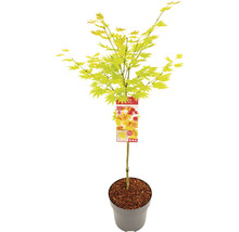 Javor dlanitolistý Acer palmatum 'Moonrise' polokmen 40 cm květináč 10 l