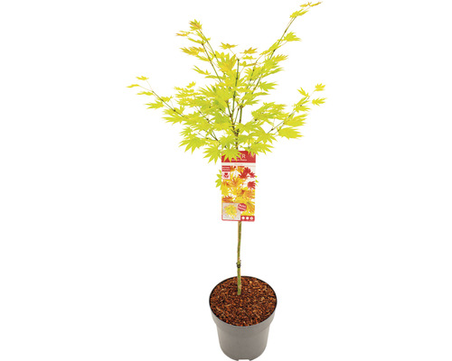 Javor dlanitolistý Acer palmatum 'Moonrise' polokmen 40 cm květináč 10 l