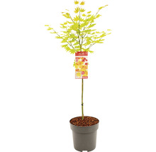 Javor dlanitolistý Acer palmatum 'Moonrise' polokmen 40 cm květináč 10 l