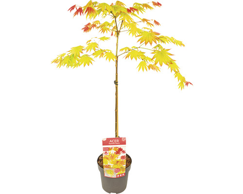 Javor dlanitolistý zlatý Acer palmatum 'Moonrise' polokmen 40 cm květináč 3 l