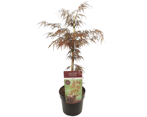 Javor dlanitolistý tmavě červený Acer palmatum 'Garnet' 50-60 cm květináč 3 l