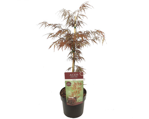 Javor dlanitolistý tmavě červený Acer palmatum 'Garnet' 50-60 cm květináč 3 l Javor japonský v květináči