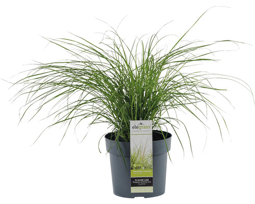 Ozdobnice čínská zakrslá FloraSelf Miscanthus sinensis ‚Cute One‘ 10-30 cm květináč 3 l