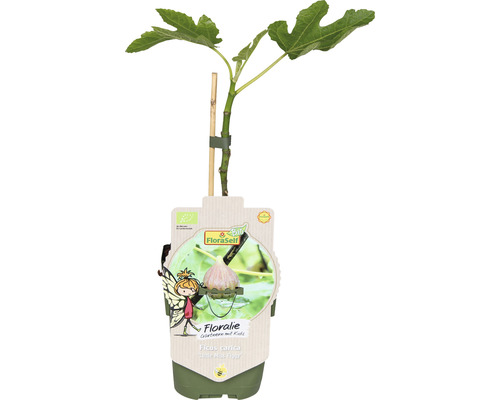 Fíkovník v květináči s podpůrnou tyčí