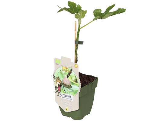 Fíkovník smokvoň v květináči s opěrným kolíkem