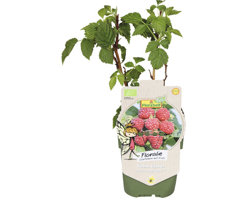 Maliník Rubus idaeus Little Sweet Sister v květináči