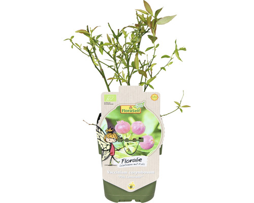 Borůvkový keř ''Pink Lemonade'' v květináči