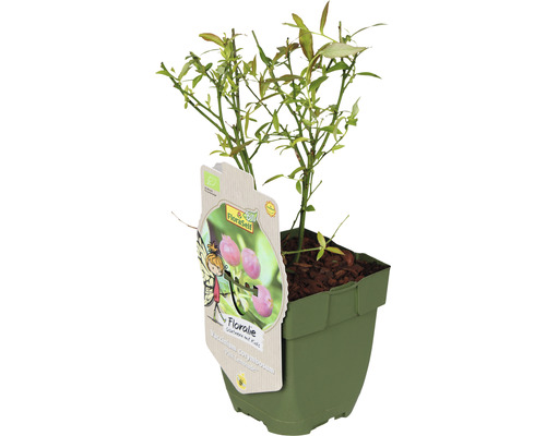 Rostlina borůvky v květináči s etiketou FloraSelf