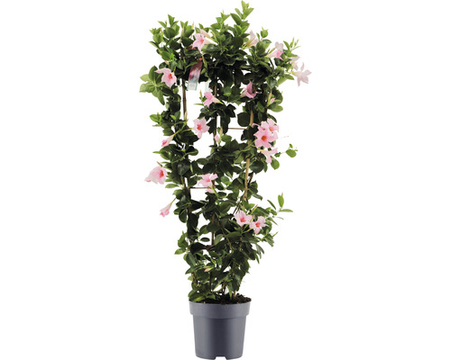 Dipladénie, mandevila na špalíru FloraSelf Dipladenia mandevilla hybrid celková výška cca 100 cm květináč Ø 21 cm růžová