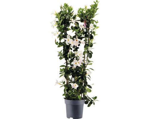 Dipladénie, mandevila na špalíru FloraSelf Dipladenia mandevilla hybrid celková výška cca 100 cm květináč Ø 21 cm bílá