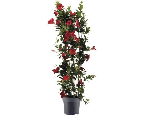 Dipladenie špalír FloraSelf Dipladenia mandevilla hybrid celková výška cca 100 cm květináč Ø 21 cm červená