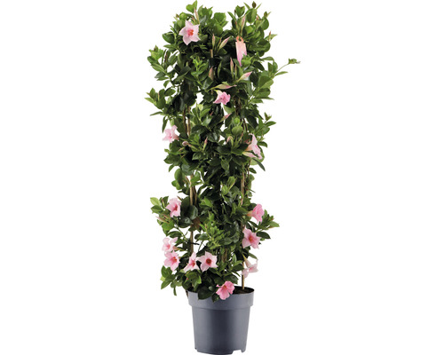Dipladénie, mandevila FloraSelf Dipladenia mandevilla hybrid celková výška cca 100 cm květináč Ø 21 cm růžová