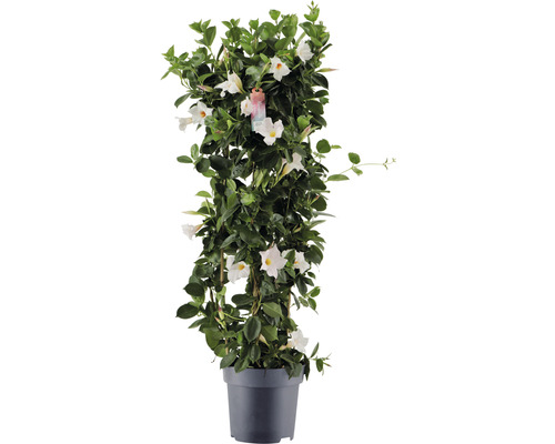 Dipladénie, mandevila FloraSelf Dipladenia mandevilla hybrid celková výška cca 100 cm květináč Ø 21 cm bílá