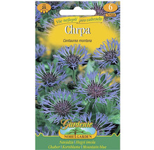 Balení semen chrpy horské