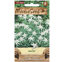 Moravo Seed balení semen protěže alpské