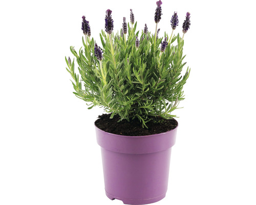 Levandule smilovitá FloraSelf Lavandula stoechas 'Anouk' 20-25 cm Ø 15 cm květináč lila 1 ks