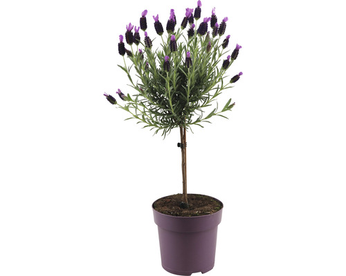 Levandule smilovitá na kmínku FloraSelf Lavandula stoechas 'Anouk' výška 40-50 cm květináč Ø 15 cm