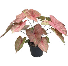 Kaládium mix FloraSelf květináč Ø 24 cm 1 ks, různé druhy