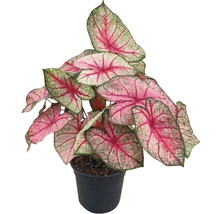 Kaládium mix FloraSelf květináč Ø 24 cm 1 ks, různé druhy