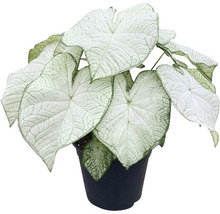 Kaládium mix FloraSelf květináč Ø 24 cm 1 ks, různé druhy