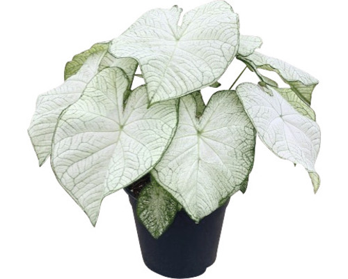 Pokojová rostlina Caladium v květináči