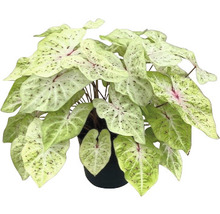Kaládium mix FloraSelf květináč Ø 24 cm 1 ks, různé druhy