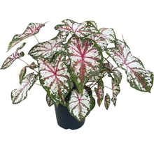Kaládium mix FloraSelf květináč Ø 24 cm 1 ks, různé druhy