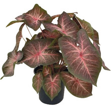 Kaládium mix FloraSelf květináč Ø 24 cm 1 ks, různé druhy
