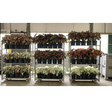 Kaládium mix FloraSelf květináč Ø 24 cm 1 ks, různé druhy