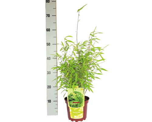 Bambus Fargesia nitida v květináči s uvedením velikosti