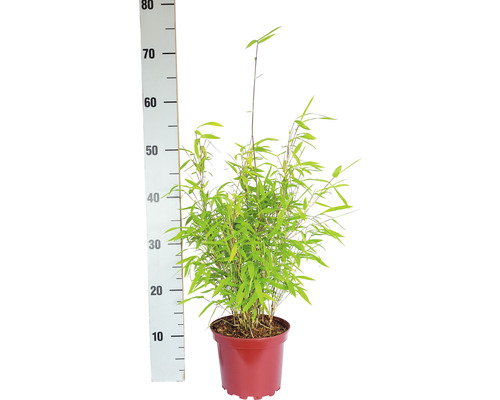 Bambus v květináči, měřený měřicí tyčí