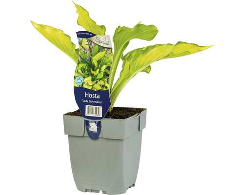 Bohyška žlutá FloraSelf Hosta ‚Lady Guinevere‘ výška 5-20 cm květináč 0,5 l Božolepka ''Lady Guinevere'' v květináči