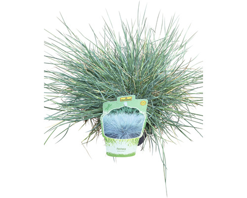 Kostřava v květináči