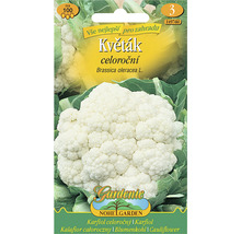 Balení semen květáku pro pěstování květáku na zahradě