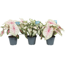 Kaládium bílé mix FloraSelf květináč Ø 12 cm 1 ks, různé druhy