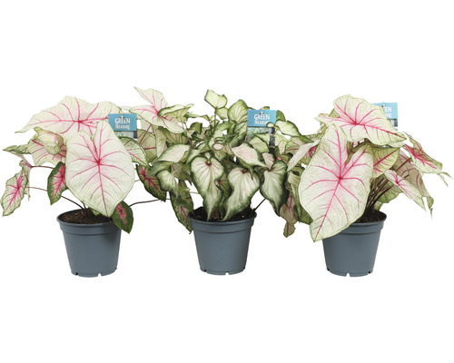 Tři rostliny Caladium v květináčích