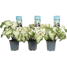 Kaládium bílé mix FloraSelf květináč Ø 12 cm 1 ks, různé druhy