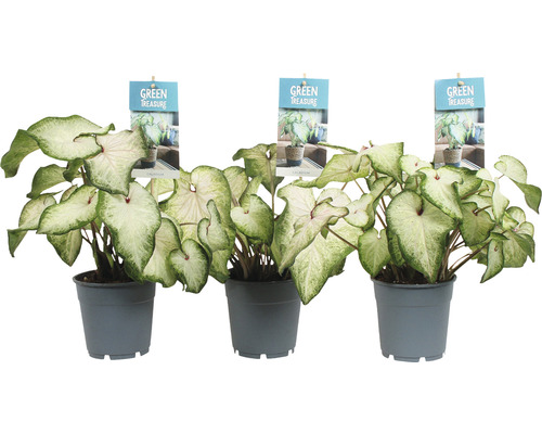 Tři rostliny kaládia v květináči