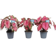Kaládium růžové mix FloraSelf květináč Ø 12 cm 1 ks, různé druhy