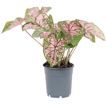 Kaládium růžové mix FloraSelf květináč Ø 12 cm 1 ks, různé druhy