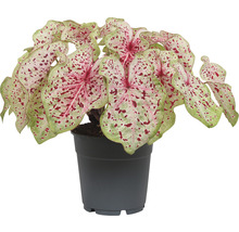 Kaládium mix bicolor FloraSelf květináč Ø 12 cm 1 ks, různé druhy